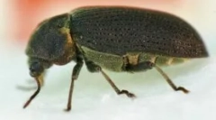 Brusilnik kruha in kako se znebiti